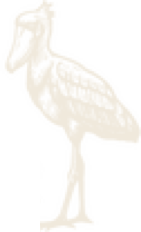 Once & Leather — shoebill emblem